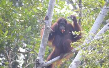 Orangutan yang dilepasliarkan di Kawasan Hutan Lindung Gunung Batu Mesangat, Kalimantan Timur. | Foto: PPID KLHK