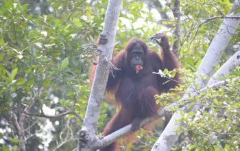 Orangutan yang dilepasliarkan di Kawasan Hutan Lindung Gunung Batu Mesangat, Kalimantan Timur. | Foto: PPID KLHK