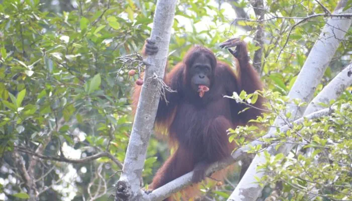 Tiga Orangutan Dilepasliarkan, Satu di Antaranya Repatriasi dari Thailand