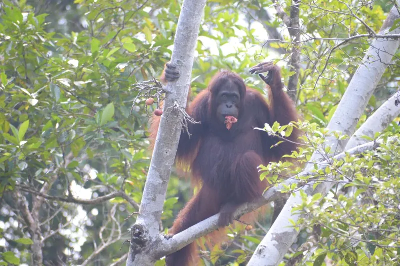 Orangutan yang dilepasliarkan di Kawasan Hutan Lindung Gunung Batu Mesangat, Kalimantan Timur. | Foto: PPID KLHK