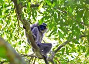 Owa jawa yang terpotret di kawasan hutan Pegunungan Sanggabuana, Jawa Barat. | Foto: Sanggabuana Conservation Foundation