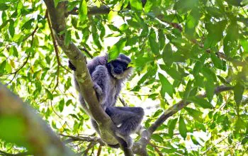 Owa jawa yang terpotret di kawasan hutan Pegunungan Sanggabuana, Jawa Barat. | Foto: Sanggabuana Conservation Foundation