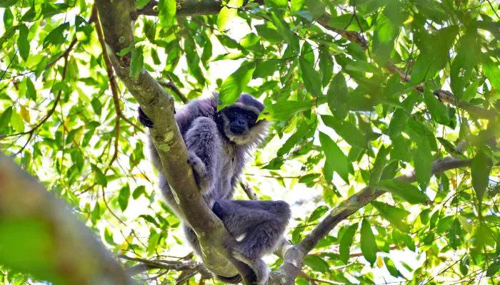 Selama 40 Hari Jelajahi Hutan, Tim Ekspedisi Catat 311 Owa Jawa