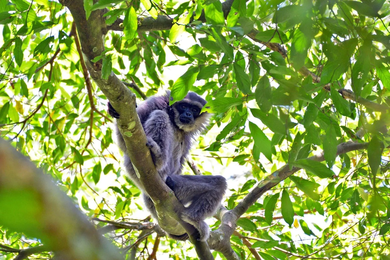 Owa jawa yang terpotret di kawasan hutan Pegunungan Sanggabuana, Jawa Barat. | Foto: Sanggabuana Conservation Foundation