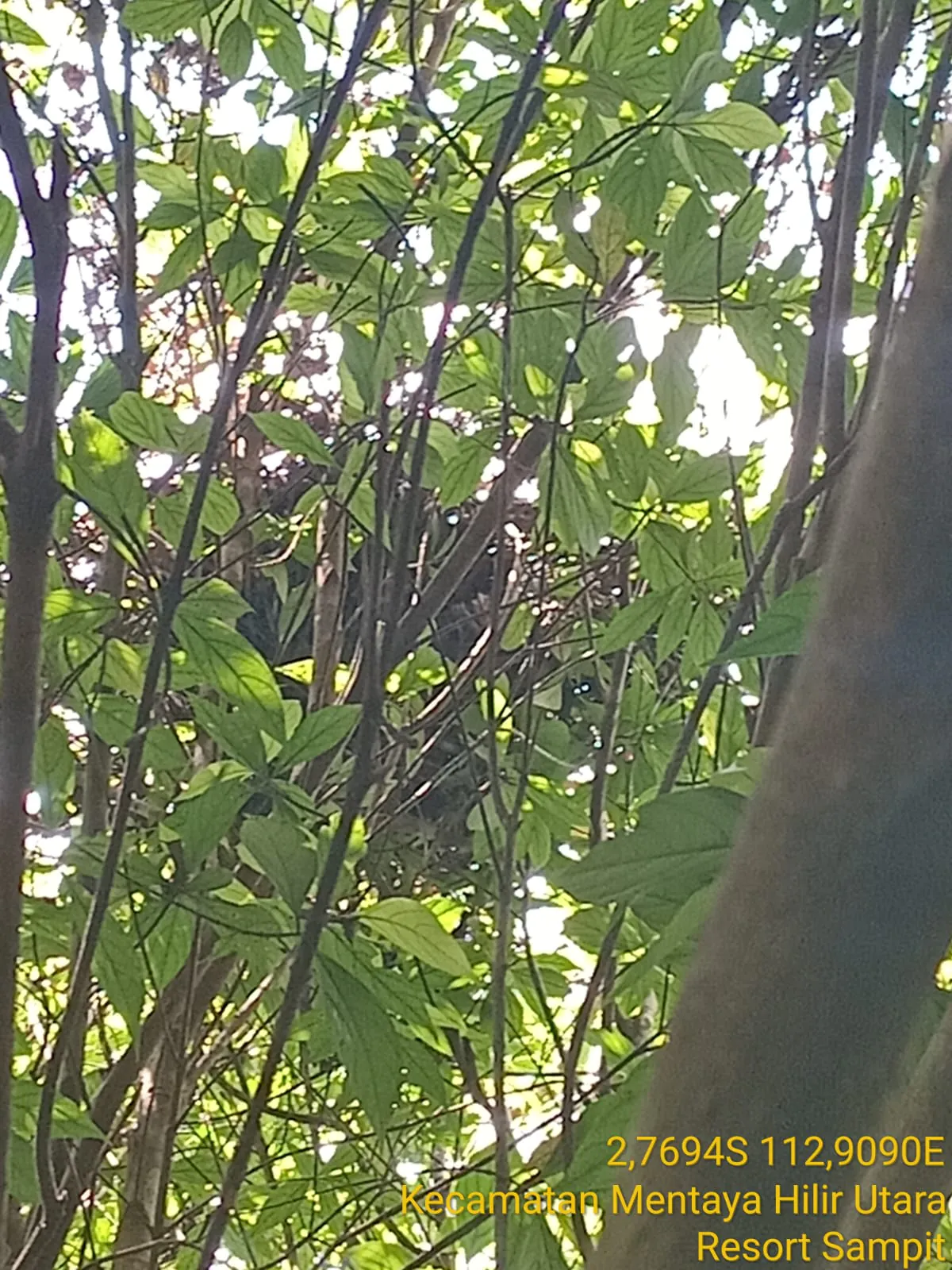 Sarang orangutan yang ditemukan oleh BKSDA saat observasi di lokasi. | Foto: BKSDA Resor Sampit