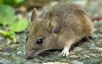 tikus pendeteksi gempa