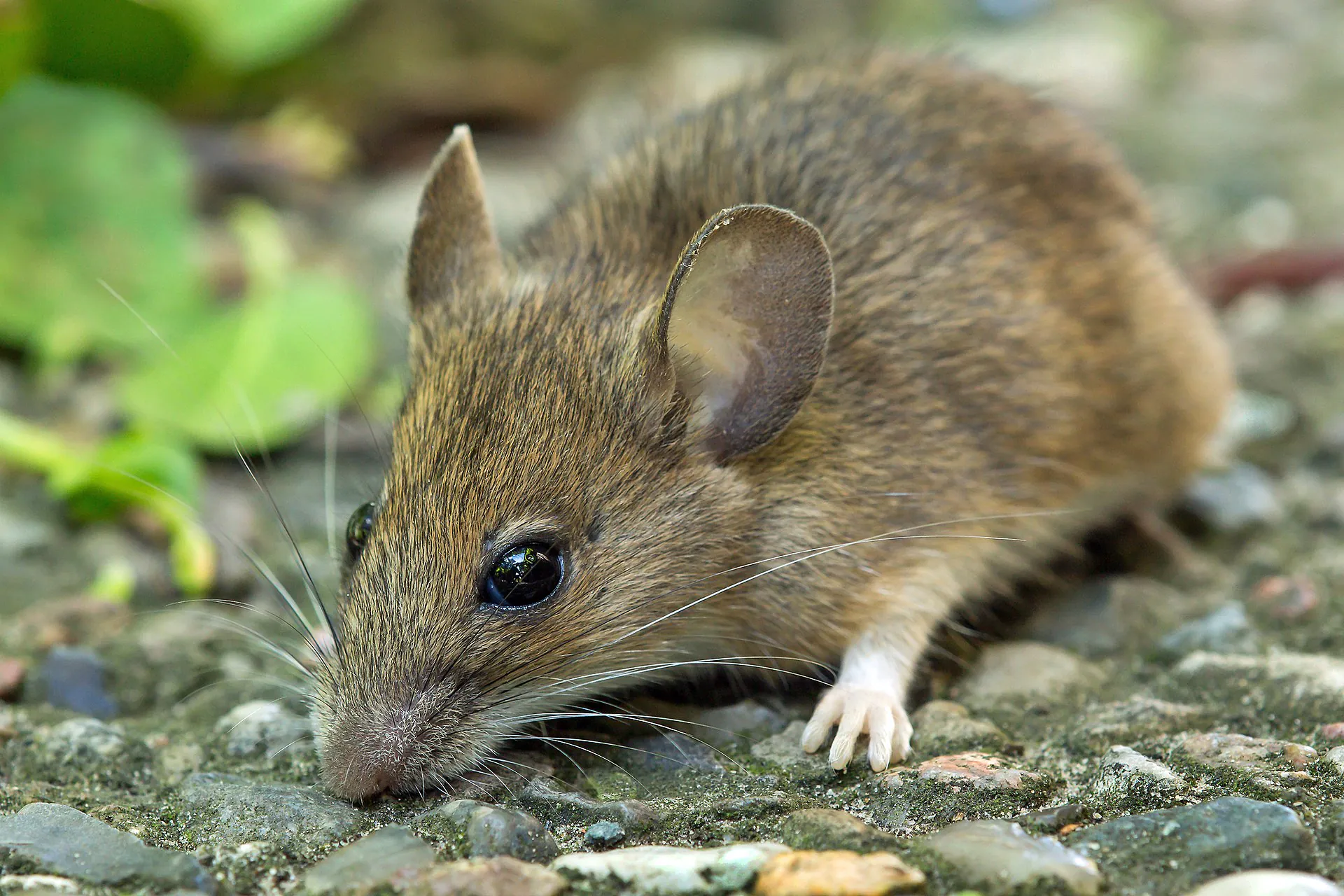 Ilustrasi tikus, sebagai satwa yang diyakini peka terhadap perubahan lingkungan bahkan dapat mendeteksi gempa. | Foto: Christian Fischer/Wikipedia