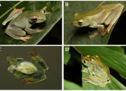 Spesies baru yang diberi nama Zhangixalus faritsalhadii. | Foto: Misbahul Munir (A–C) and Fajar Kaprawi (D) diunduh dari A new species of tree frog (Amphibia, Anura, Rhacophoridae) from Central Java, Indonesia