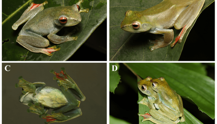 Spesies Baru Katak-pohon Sematkan Nama Herpetolog Indonesia