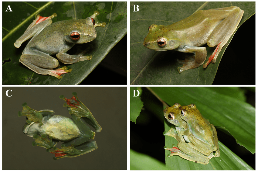 Spesies baru yang diberi nama Zhangixalus faritsalhadii. | Foto: Misbahul Munir (A–C) and Fajar Kaprawi (D) diunduh dari A new species of tree frog (Amphibia, Anura, Rhacophoridae) from Central Java, Indonesia