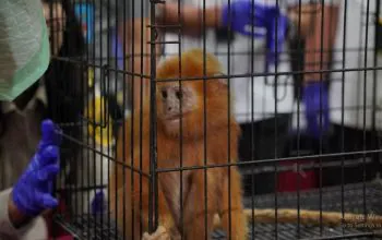 Lutung budeng (Trachypitecus auratus) yang diselamatkan dari penyelundupan. | Foto: sindikatpost.com