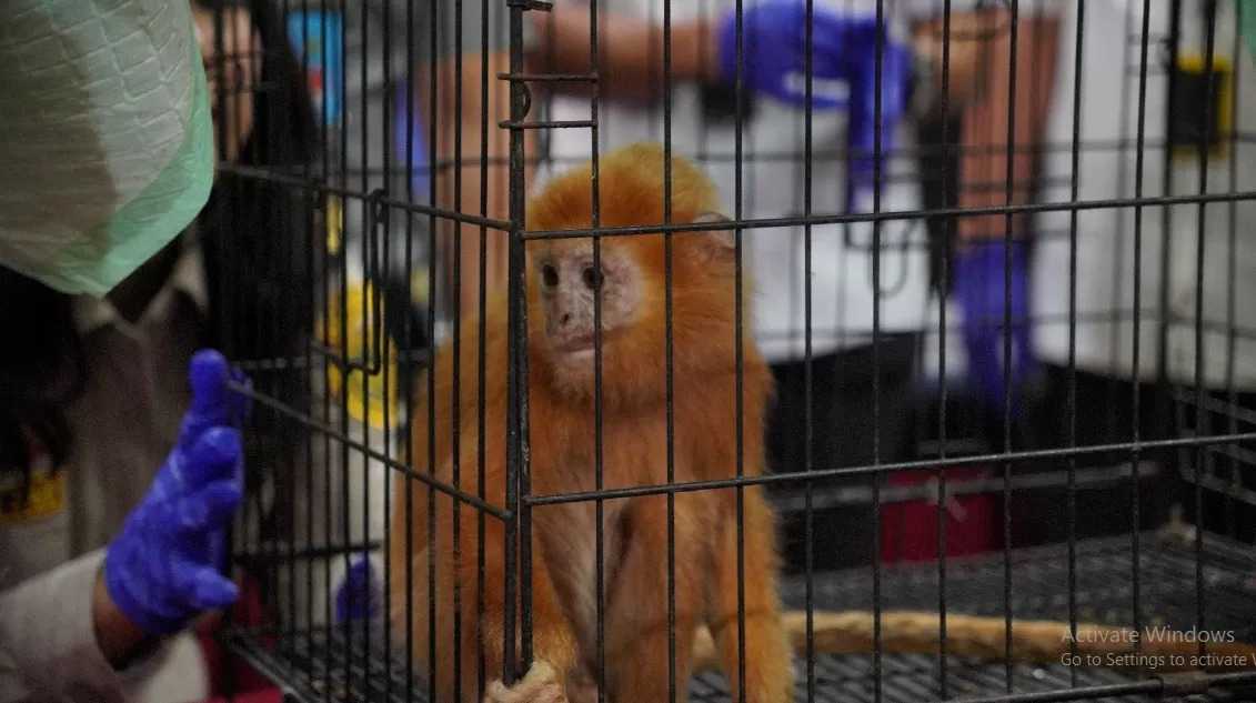 Lutung budeng (Trachypitecus auratus) yang diselamatkan dari penyelundupan. | Foto: sindikatpost.com